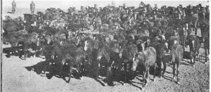 HorsebreedingCentral Iran.jpg