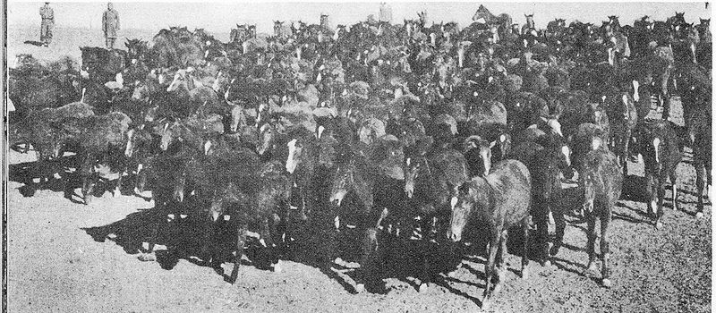 پرونده:HorsebreedingCentral Iran.jpg