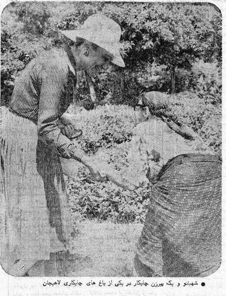 پرونده:ShahbanouLahijanTeaPlantageKhordad2536.jpg