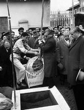 Shahanshah Treeplanting.jpg