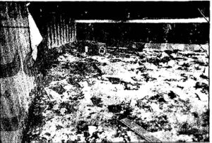 Chaos1357ShirazCinema570521 2a.jpg