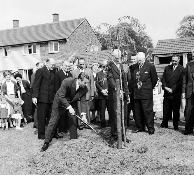 پرونده:ShahanshahPlantsTreeNewTownBracknell1338.jpg